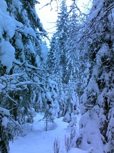 Intact winter forest